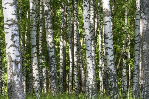 Summer sunny forest with birch trees