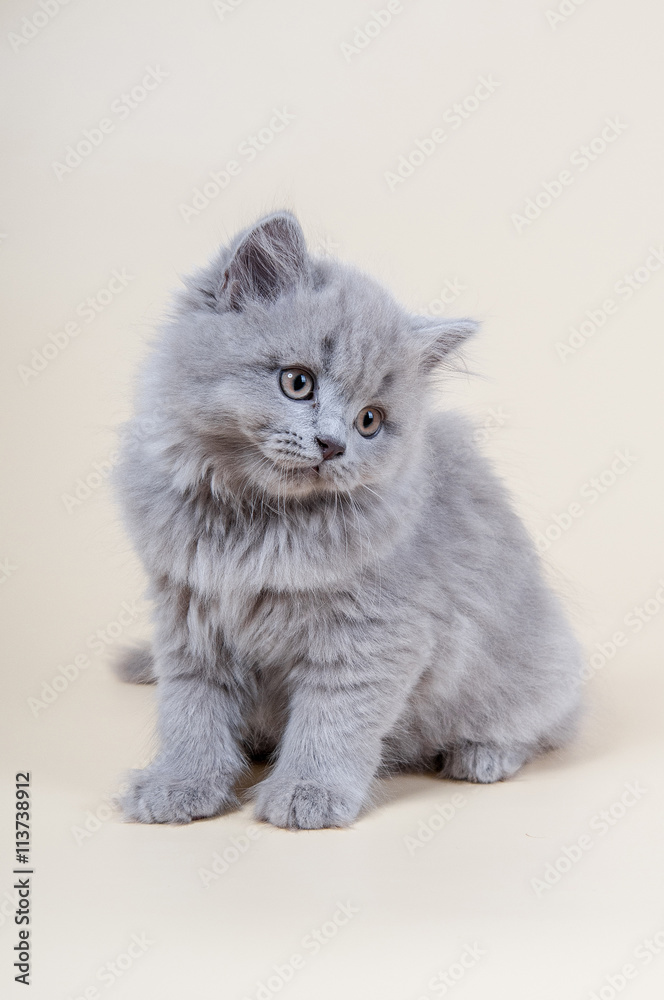 Cute little kitten is sitting on a gray background