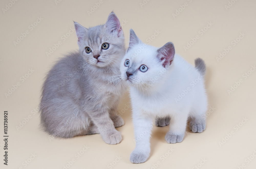 Cute little kittens funny is sitting on a gray background