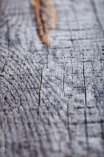 Texture of wood background with soft focus
