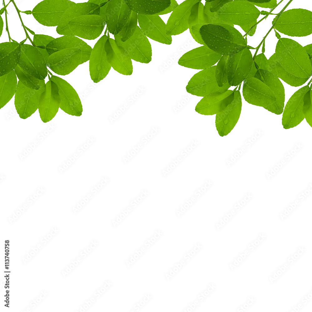 Fresh Green leaf frame isolated on white background. Fresh Green leaf frame isolated on white background.