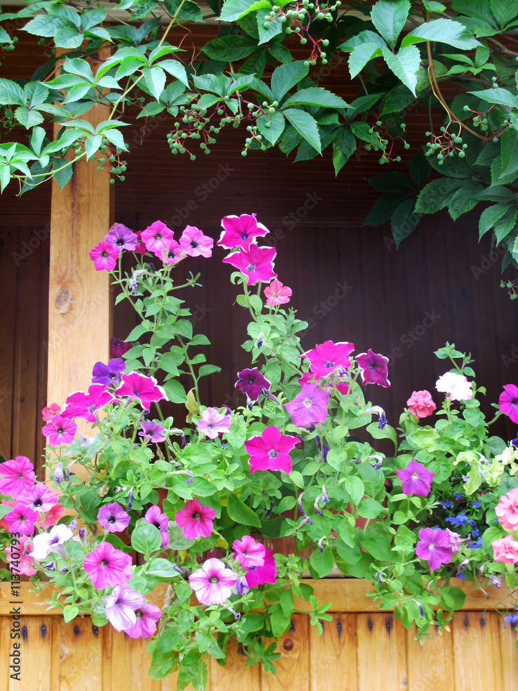 Fototapeta premium Wooden summer cottage terrace with blooming cultivar Petunia flowers