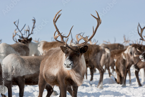 Group of caribou photo