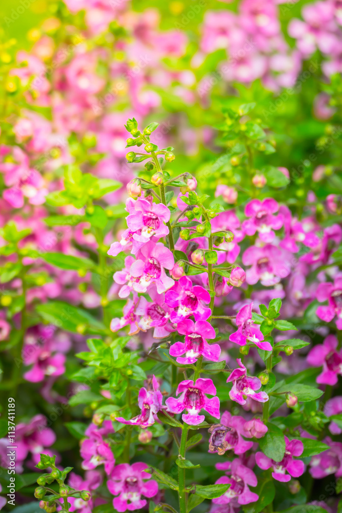 The background image of the colorful flowers