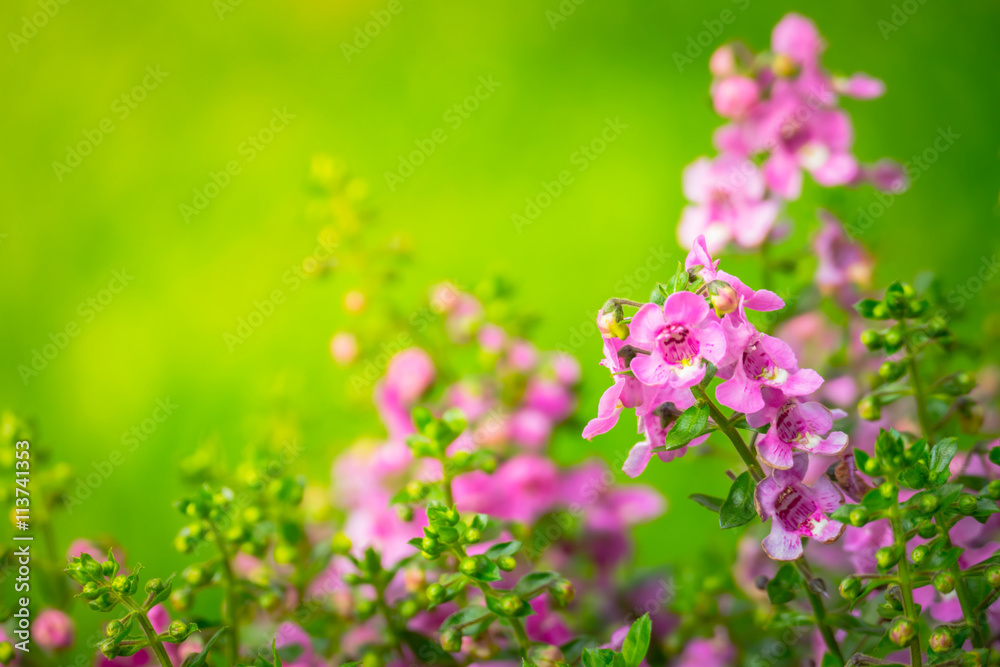 The background image of the colorful flowers The background image of the colorful flowers