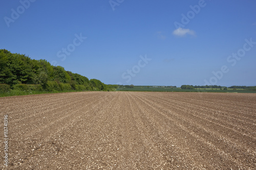 potato field with chalky soil