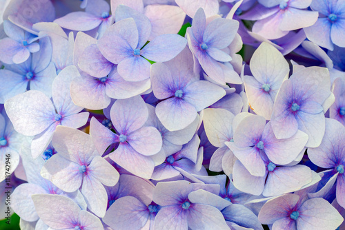 Blue hydrangea flora background.