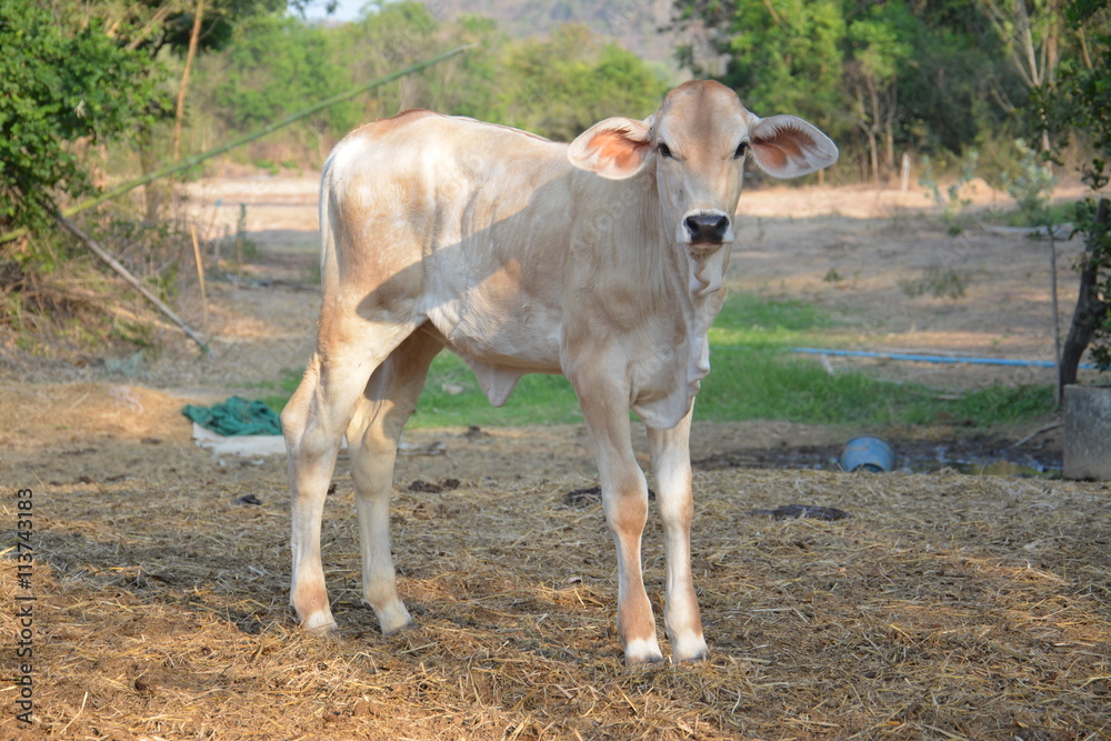 Calf herbivores life mixed farming farmers. Calf herbivores life mixed farming farmers.