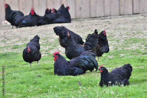 Australorp Hühner photo