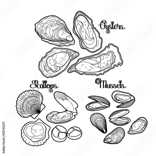 Graphic vector mussels, oysters and scallops