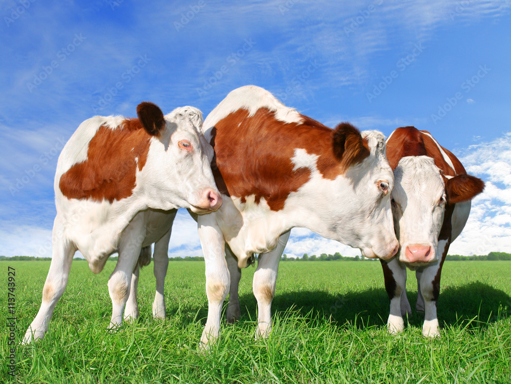 The flirting cows The flirting cows