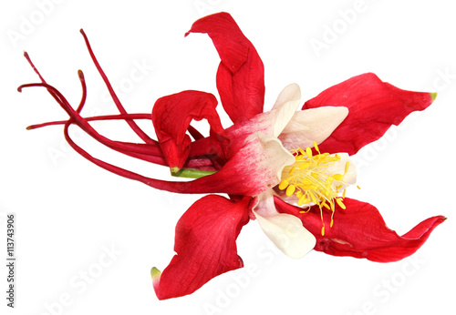 large red and white flowers royal Aquilegia isolated on white b
