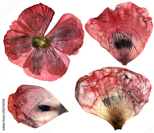 Dry, pressed poppy  perspective delicate flowers and petals  iso