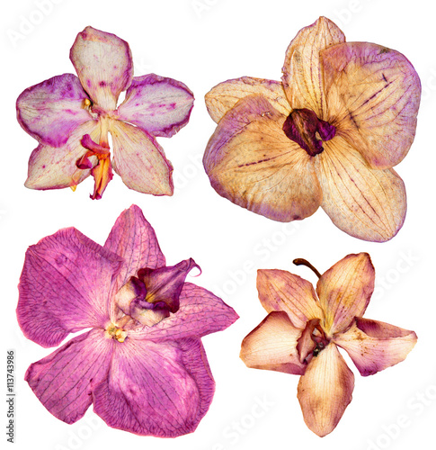 Fototapeta Naklejka Na Ścianę i Meble -  Pressed and dried coral, pink flower orchid  isolated elements o