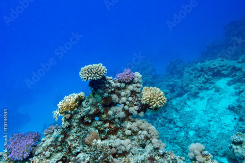 coral reef at the bottom of tropical sea, underwater
