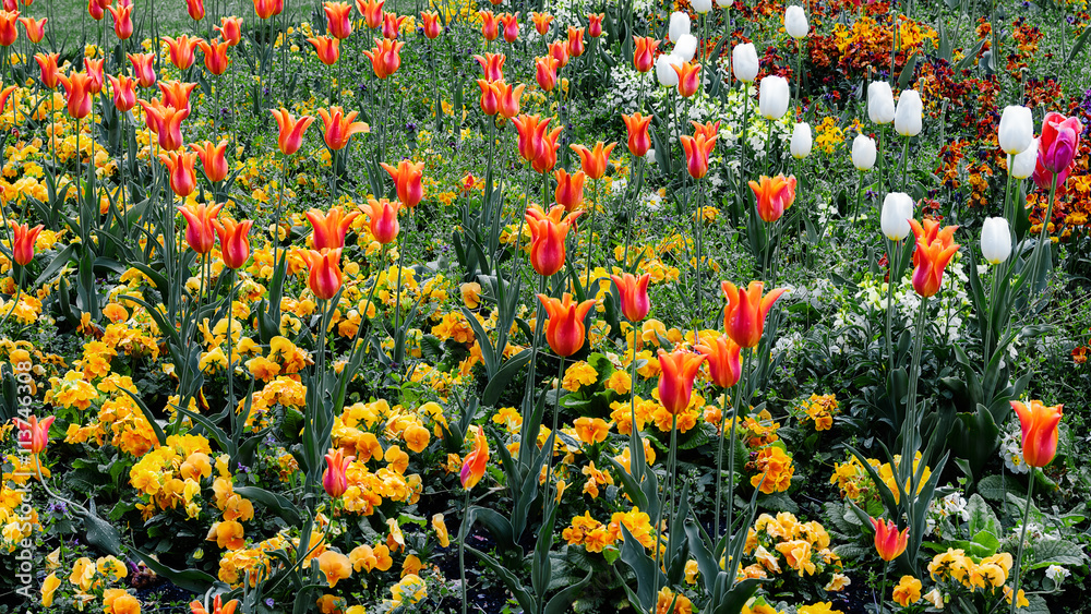 Multicoloured flowers field