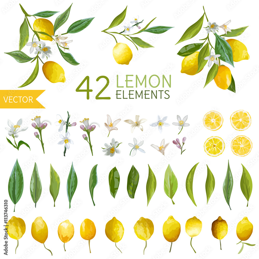 Naklejka premium Rocznik cytryny, kwiaty i liście. Lemon Bouquetes. Akwarela