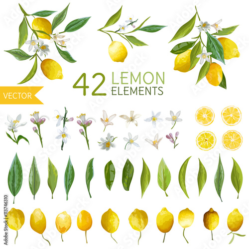 Vintage Lemons, Flowers and Leaves. Lemon Bouquetes. Watercolor