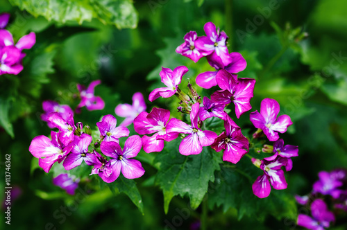 Spring small purple flowers