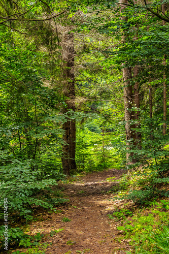 narrow forest path in a coniferous forest
