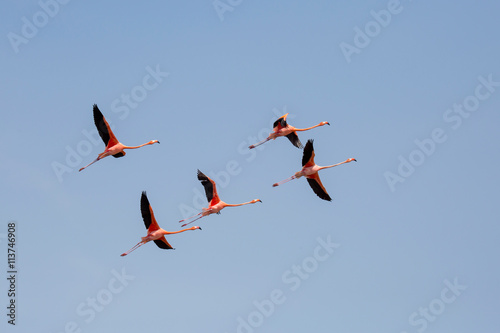 Flamingo-Kolonie