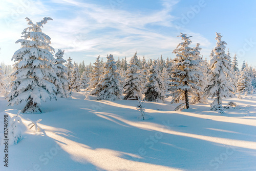 Winter forest snow tree scene sun