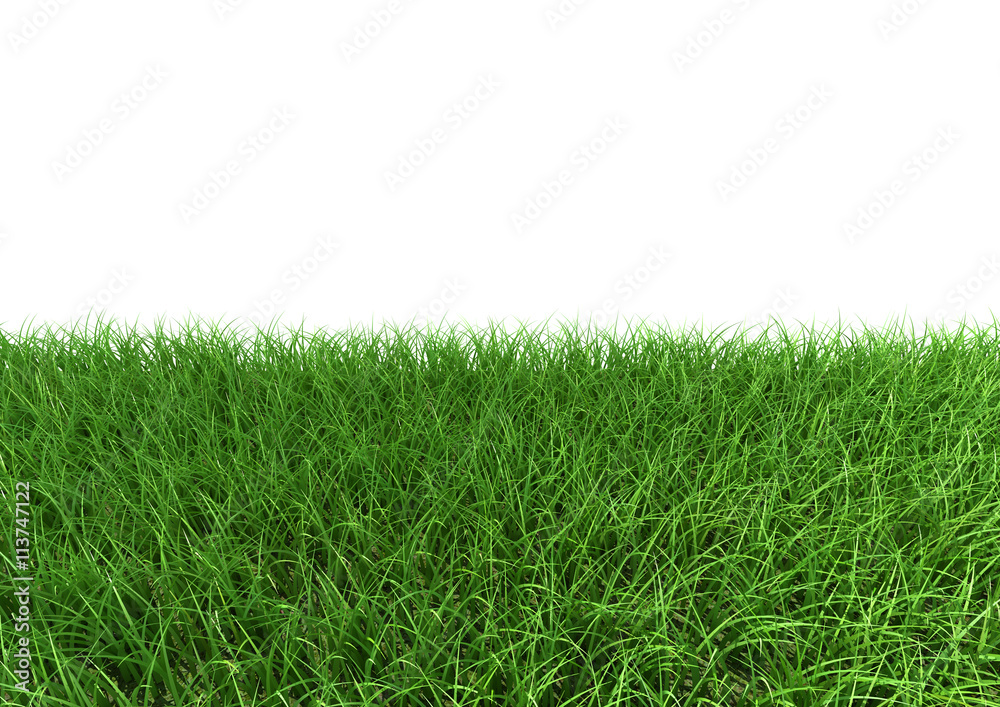 Grass isolated on a white background.