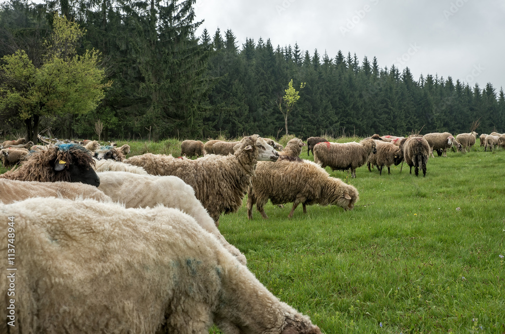 Fototapeta premium Hairy sheep on a green meadow
