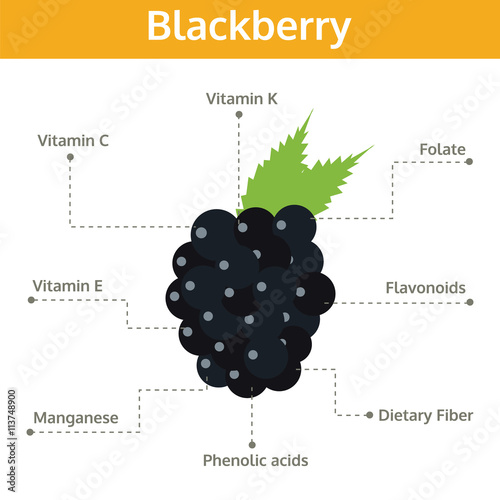 blackberry nutrient of facts and health benefits, info graphic