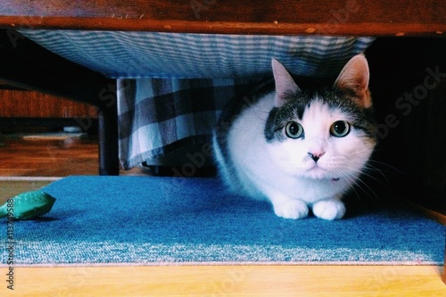 かくれんぼする猫