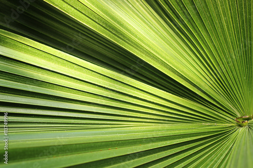 Beautiful green palm leaf close-up growing outdoors. Soft and blur conception © volhavasilevich