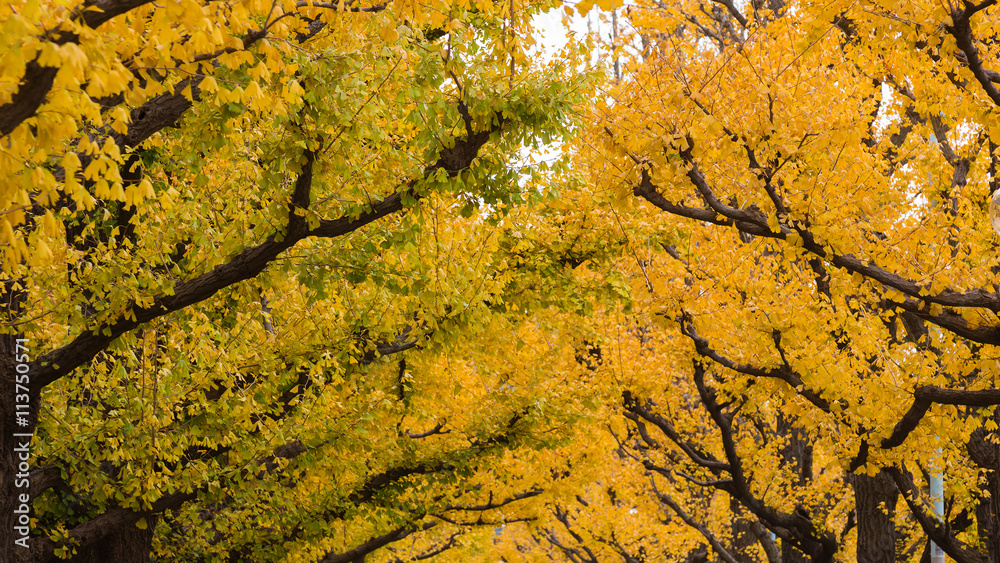 Golden yellow ginkgo trees in autumn season, Tokyo Japan Golden yellow ginkgo trees in autumn season, Tokyo Japan