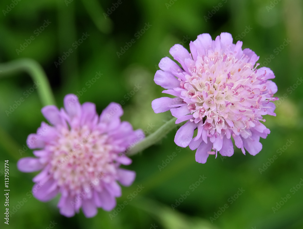 Witwenblume Witwenblume