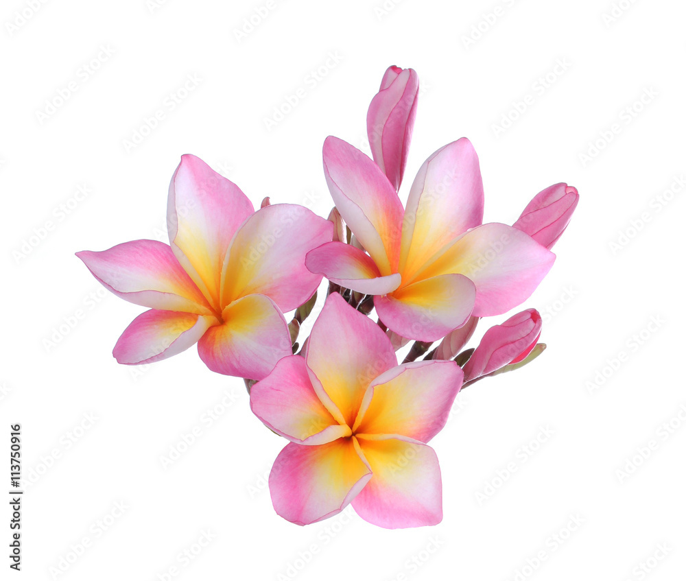 Fototapeta premium Plumeria flowers isolated on white background and clipping path