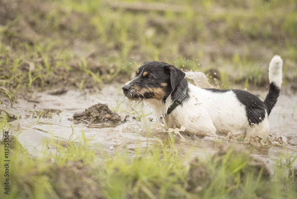 Jack Russell terrier schwimmt in einer Pfütze Jack Russell terrier schwimmt in einer Pfütze