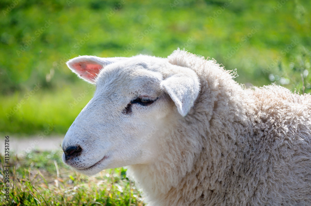Profile portrait of a mature sheep from close Profile portrait of a mature sheep from close