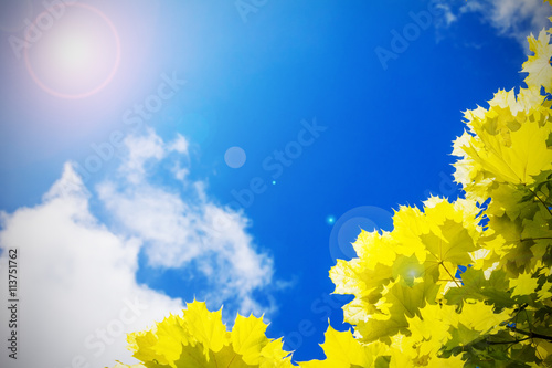 Fototapeta Naklejka Na Ścianę i Meble -  yellow maple leaves and blue sky with clouds, sun