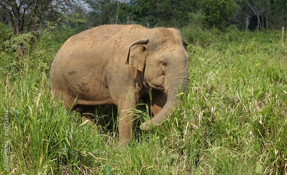 Asiatischer Elefant unterwegs in Sri Lanka