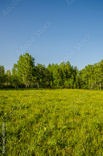 birch forest covered with green foliage .