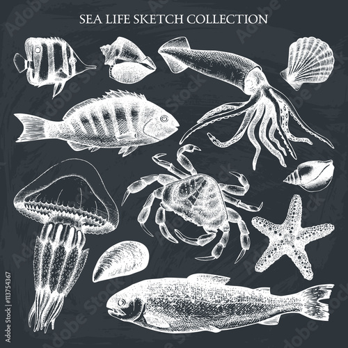 Vector collection of sea life illustrations. Hand drawn sea animals sketch. Vintage sea life elements set - mussels, fish, crab, starfish, squid, jellyfish, shellfish.  photo