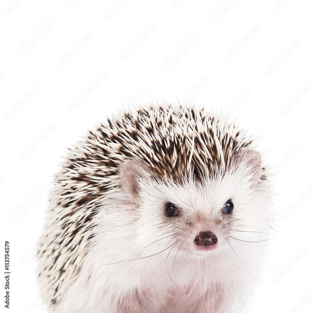 Obraz premium African hedgehog