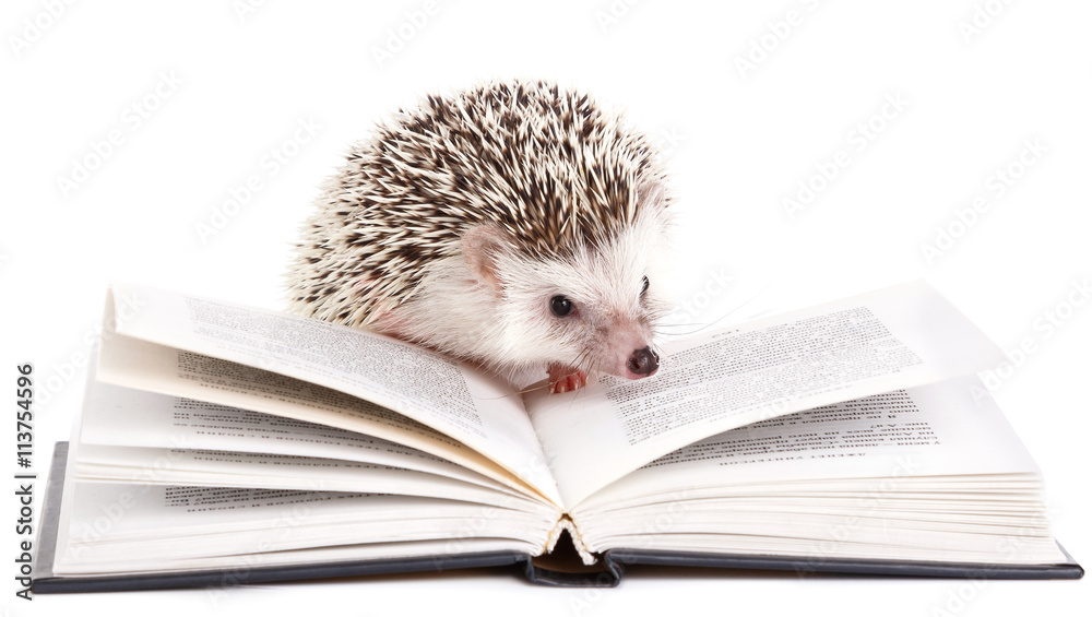 Naklejka premium African hedgehog and book