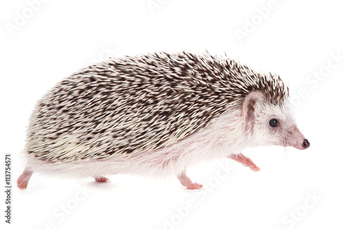 African hedgehog