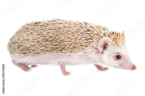 African hedgehog © blackday