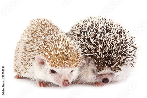 African hedgehogs