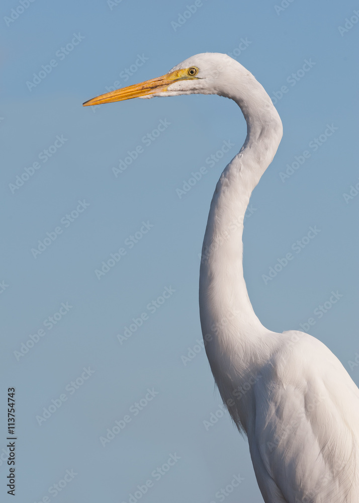 Great white egret profile along the Anhinga Trail in Everglades National Park near Homestead, Florida Great white egret profile along the Anhinga Trail in Everglades National Park near Homestead, Florida