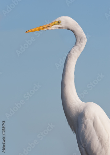 Great white egret profile along the Anhinga Trail in Everglades National Park near Homestead, Florida