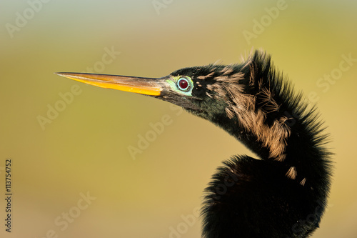 Photography Male anhinga along the Anhinga Trail in Everglades National Park near Homestead,