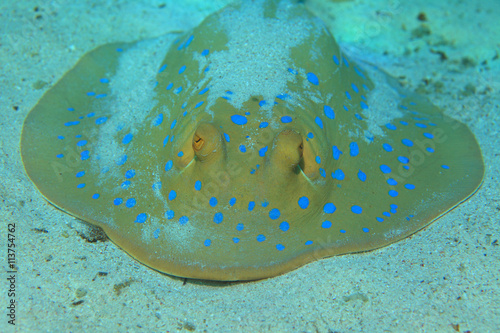 Bluespotted stingray 