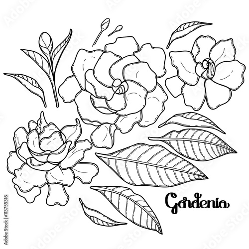 Graphic gardenia set